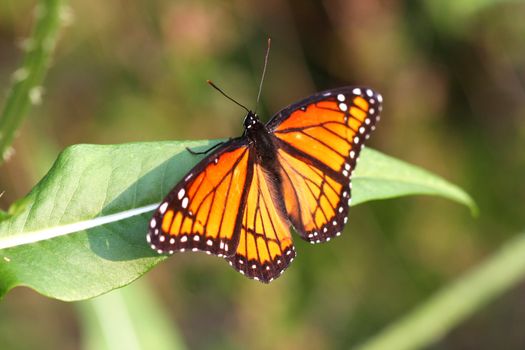 Viceroy Butterfly Limenitis archippus on milkweed leaf