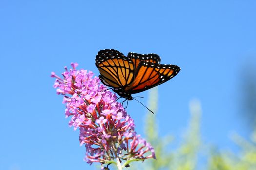 Viceroy Butterfly Limenitis archippus on butterfly bush flower