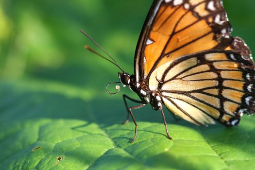 Viceroy Butterfly Limenitis archippus on milkweed leaf