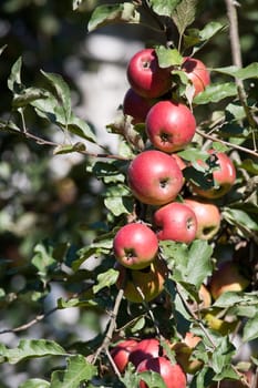 nature series: red ripe apple on the twig