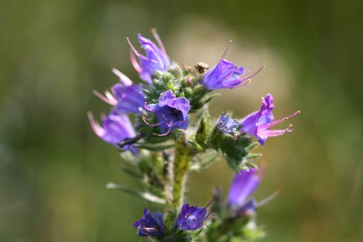 Viper's Bugloss Echium flower in morning sunlight