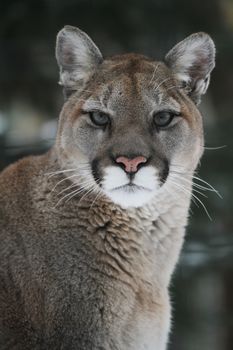 A North American Cougar (Puma concolor) headshot.