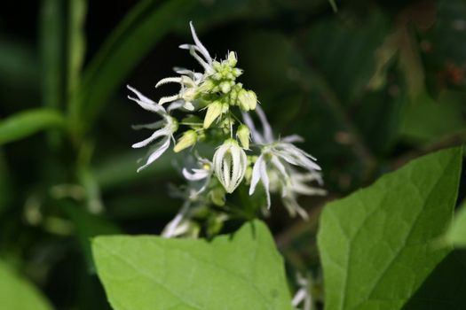 Wild Cucumber Flower Echinocystis lobata in sun