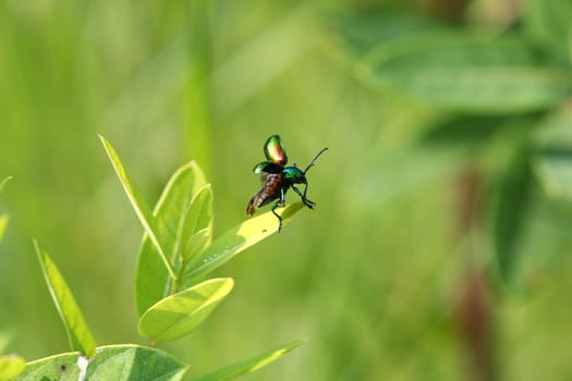 Dogbane Leaf Beetle Chrysochus auratus open wings