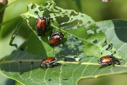 Japanese Beetle Popillia japonica eating leaf in sun