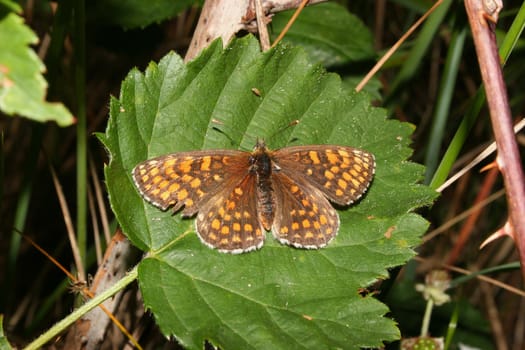 Heath Fritillary (Melitaea athalia) on a leaf