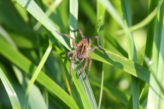 Wolf Spider Lycosidae hunting in grass in morning sun