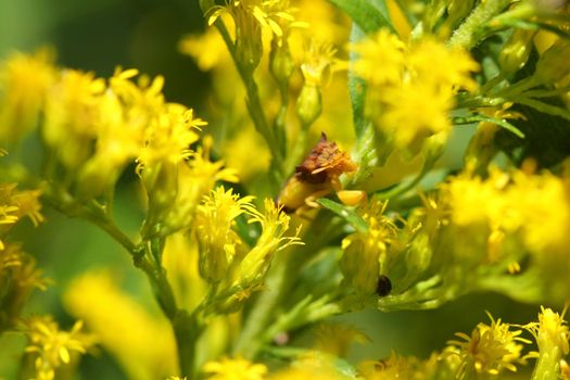 Ambush Bug Phymatinae on goldenrod flower