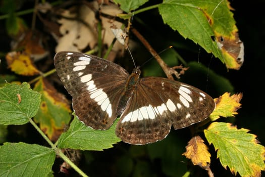 White Admiral (Limenitis camilla) on a plant