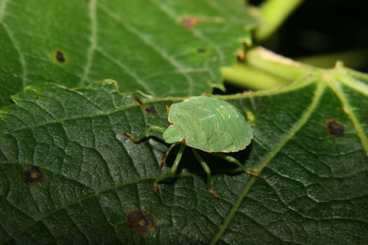 Larva of a Green shield bug (Palomena prasina) on a plant