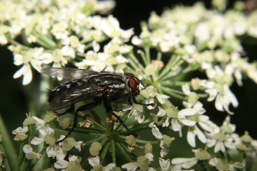 Blowfly (Calliphoridae) on a leaf