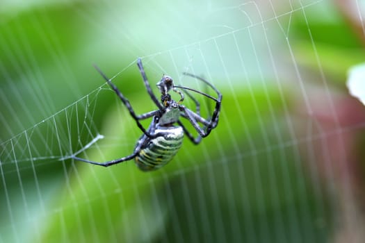 Banded Garden Spider female argiope trifasciata in web