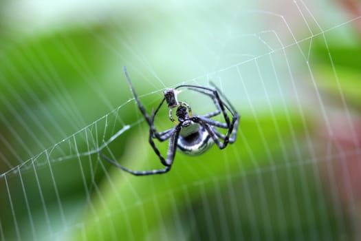 Banded Garden Spider female argiope trifasciata in web