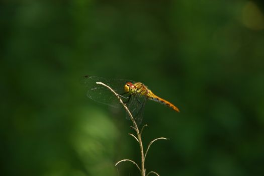 Common Darter (Sympetrum striolatum) - female on a branch