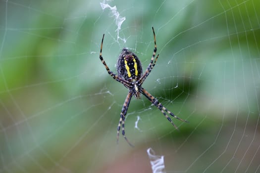 Banded Garden Spider female argiope trifasciata in web