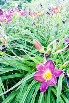 Field of purple flowers with grass