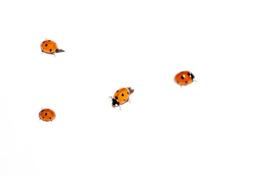 Bunch of ladybugs on a white background
