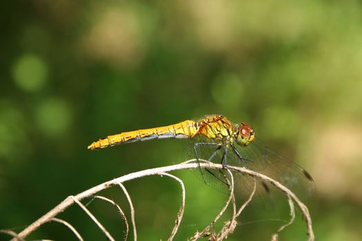 Common Darter (Sympetrum striolatum) - female on a branch