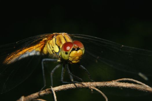 Common Darter (Sympetrum striolatum) - female on a branch - Portrait