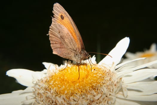 Small Heath (Coenonympha pamphilus) when sucking on a flower