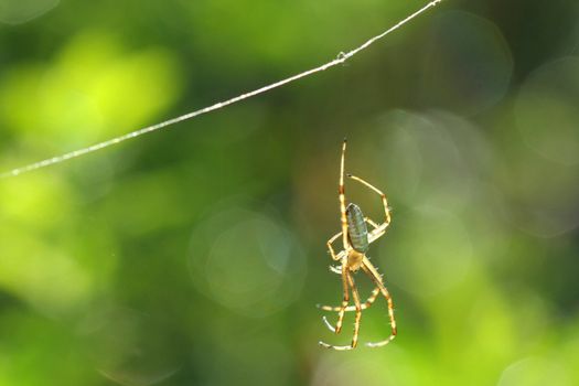 Black & Yellow Garden Spider male in web