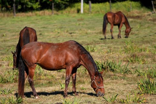 Brown Horse in morning sunlight feeding on grass