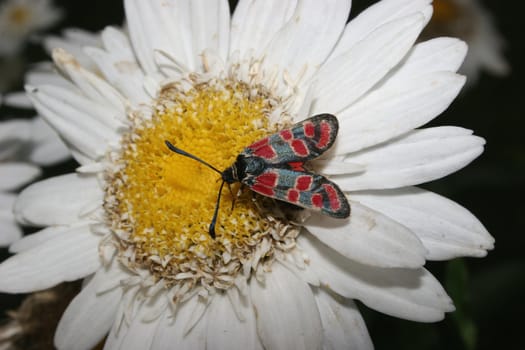 Six-spot Burnet (Zygaena filipendulae) on a flower