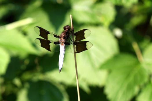 Common Whitetail Dragonfly libellula lydia warming in sun
