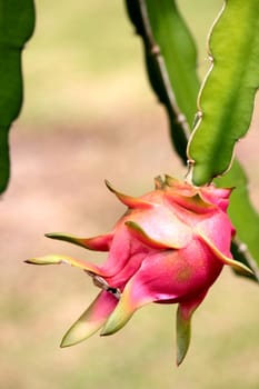 Ripe dragon fruit in nature.