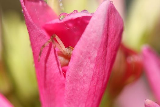 Crab Spider on Cleome or Spider Flower in morning sun