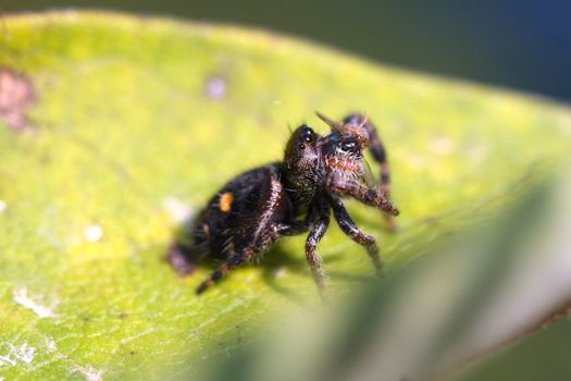 Daring Jumping Spider phidippus audax with prey
