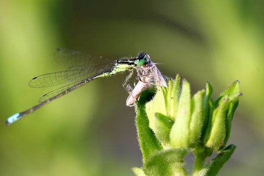 Eastern Forktail Damselfly ischnura verticalis feeding on small moth