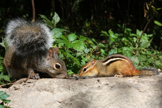 Eastern Gray Squirrel And Eastern Chipmunk Tamias striatus