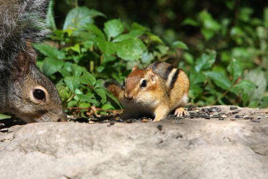 Eastern Gray Squirrel And Eastern Chipmunk Tamias striatus