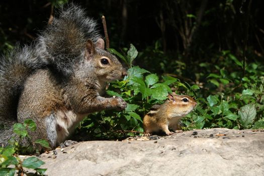Eastern Gray Squirrel And Eastern Chipmunk Tamias striatus