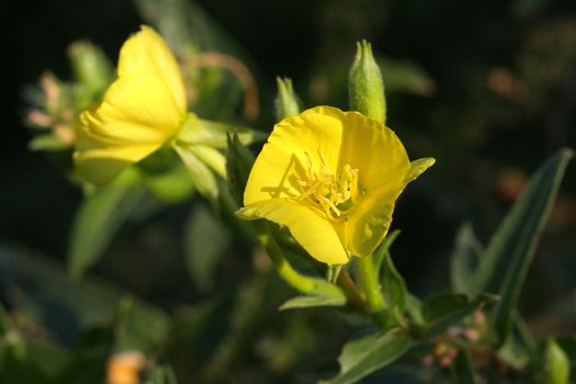 Evening Primrose flower onagraceae biennis in morning sunlight