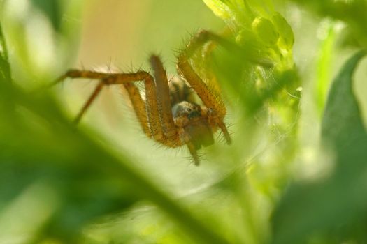 Funnel Web Weaver Spider Agelenopsis sp in nest