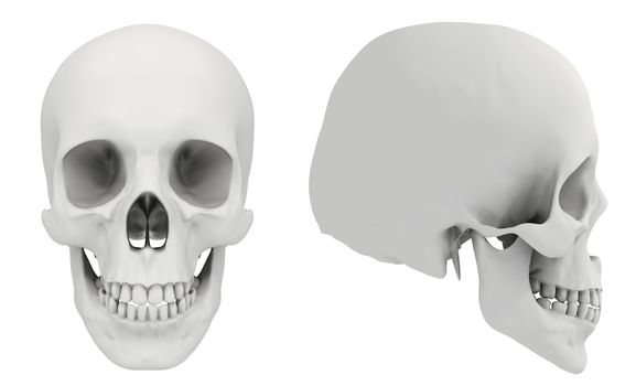 3d rendered human skull