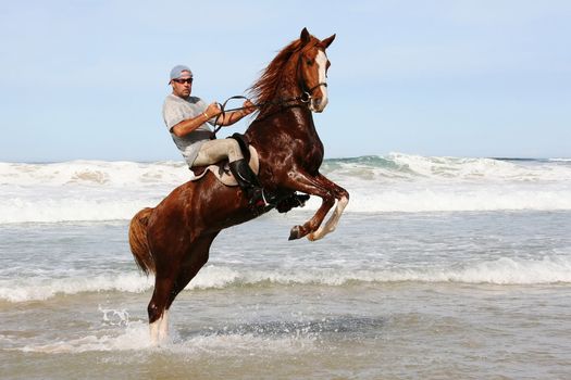 Rearing brown horse and rider in the water at the beach