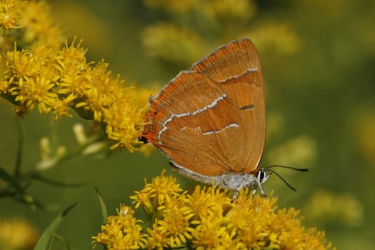 Thecla betulae, Brown Hairstreak, female butterfly on Solidago canadensis. Nierenfleck, Birken-Zipfelfalter, Weibchen auf Kanadischer Goldrute