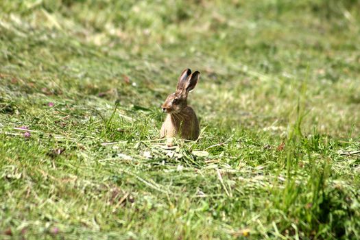 Young rabbit sitting in the grass like a easter rabbit