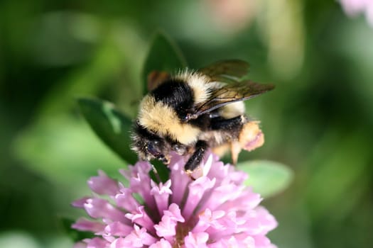Close view of a bumblebee sucking nectar on a red clover 