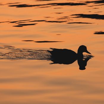 Duck swimming in a lake at sunset
