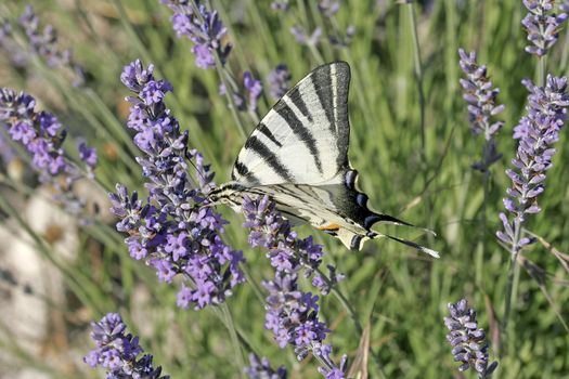 Iphiclides podalirius, Scarce Swallowtail, Segelfalter on Lavender (Lavandula)