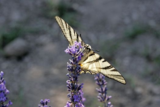 Iphiclides podalirius, Scarce Swallowtail, Segelfalter on Lavender (Lavandula)