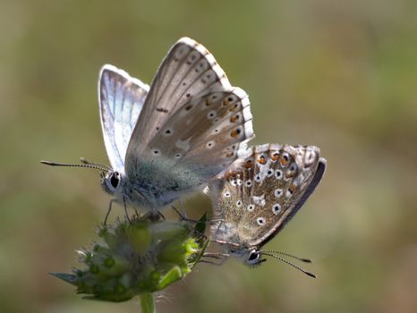 Close view of two butterflies (Lysandra coridon) bei der Fortpflanzung