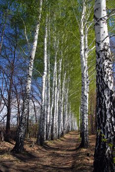 spring birch woods alley in Russia