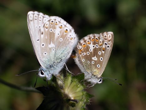 Close view of two butterflies (Lysandra coridon) 