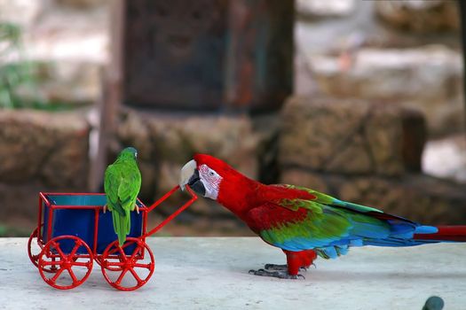 babysitting parrot background