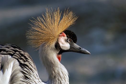 a beautiful bird in zoo